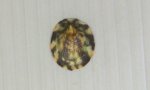 アオガイのサムネイル写真