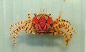 キンチャクガニのサムネイル写真
