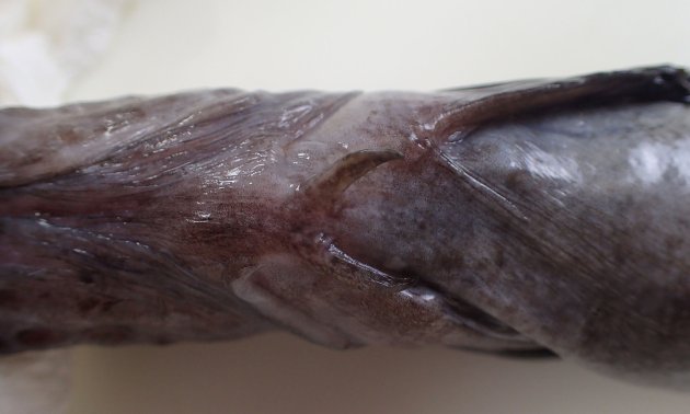 腹鰭があり、やや硬い棘がある。