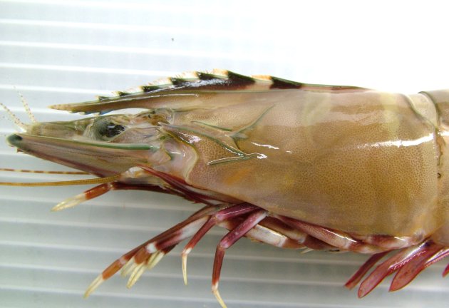 体長20cm前後になる。体色は黒褐色から茶褐色だが、背面から見ると黒っぽく感じる。額角上縁は６本、下縁には３本の歯がある。脚が赤い。