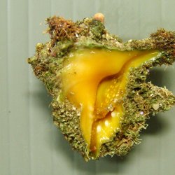 Drupina属について＆生物一覧 | 市場魚貝類図鑑