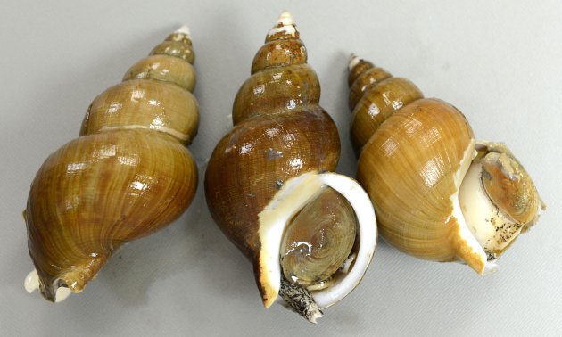 14cm SL 前後になる。縫合は浅く殻質はやや硬い。膨らみはエッチュウバイと比べると弱く、ややのっぽだ、くびれも深くない。殻表は布目状で赤みのある褐色のはがれにくい殻皮をかぶる。