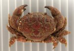 ケブカアワツブガニのサムネイル写真