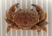 ケブカアワツブガニのサムネイル写真