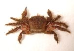 アシナガケブカガニのサムネイル写真
