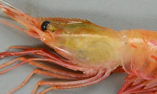 頭胸甲（甲）に目立った斑紋がない。