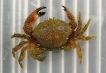 ヒメケブカガニのサムネイル写真