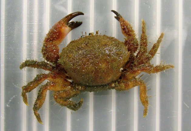 ヒメケブカガニの形態写真