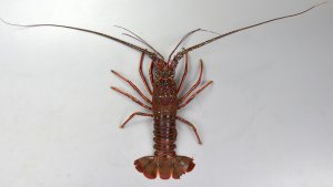 イセエビのサムネイル写真