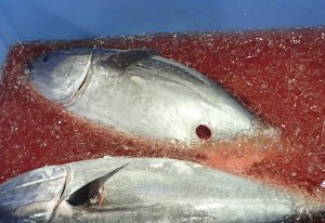 小田原魚市場で。