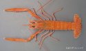 アカザエビのサムネイル写真