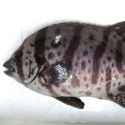 イシガキイシダイ | 魚類 | 市場魚貝類図鑑