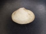ヨコナガスナメガイのサムネイル写真