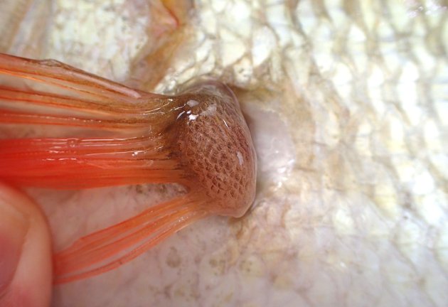 胸鰭基部の裏側に小鱗がある。