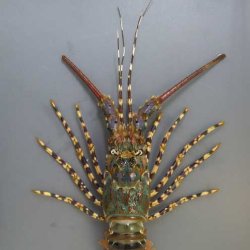 ニシキエビ | 甲殻 | 市場魚貝類図鑑