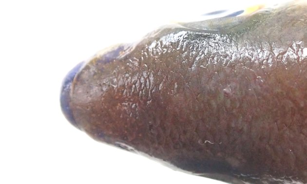 頭部の鱗は眼窩の前縁を超え前鼻孔に達す。キツネウオ属では頭部の鱗域がもっとも前方にまで伸びる。