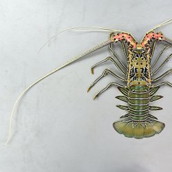 ゴシキエビ | 甲殻 | 市場魚貝類図鑑
