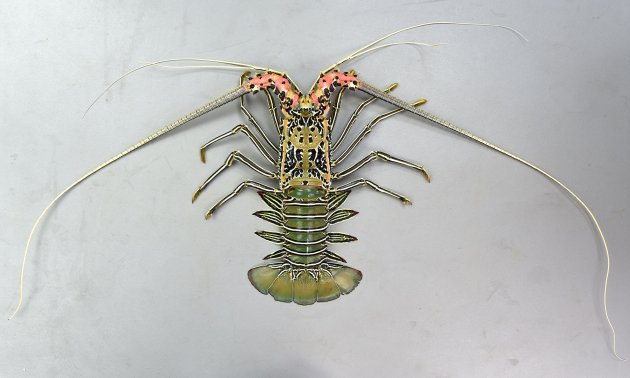 ゴシキエビ | 甲殻 | 市場魚貝類図鑑