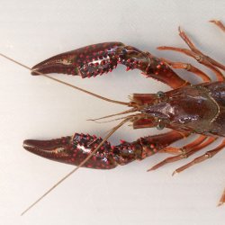 アメリカザリガニ | 甲殻 | 市場魚貝類図鑑
