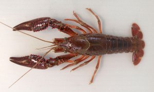 アメリカザリガニのサムネイル写真