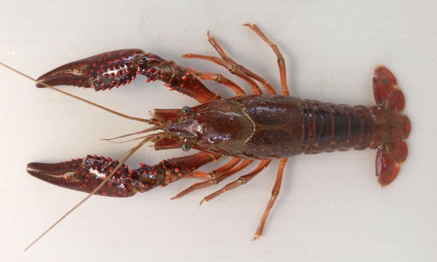 アメリカザリガニ | 甲殻 | 市場魚貝類図鑑