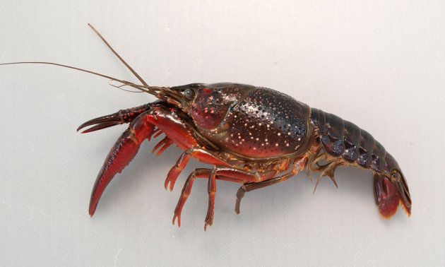 アメリカザリガニ | 甲殻 | 市場魚貝類図鑑