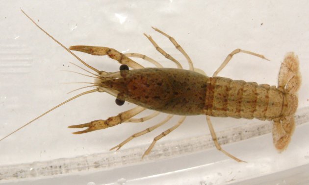 アメリカザリガニ | 甲殻 | 市場魚貝類図鑑