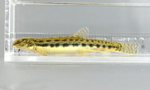ヒガシシマドジョウのサムネイル写真