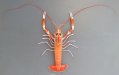 サガミアカザエビのサムネイル写真