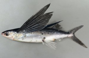 カラストビウオのサムネイル写真