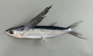 マトウトビウオのサムネイル写真