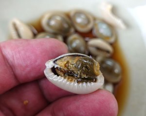 ハナビラダカラのしょうゆ煮<