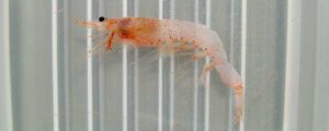 サクラエビのサムネイル写真