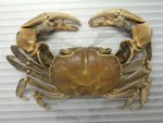 ハマガニのサムネイル写真