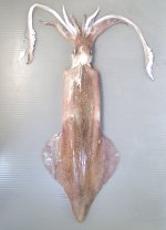 ヨーロッパヤリイカのサムネイル写真