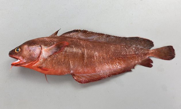 30cm SL 前後になる。体色は赤みがかったもの、黒っぽいものなどある。体表は粘液がなくざらっとしている。腹部に発光器がない。腹鰭は糸状ではなく皮膜があり普通の形状をしている。尻鰭は第２背鰭起部直下ではなく後方から始まる。上顎鋤骨に歯がない。側線は尾柄部まで達する。［25cm SL・235g］