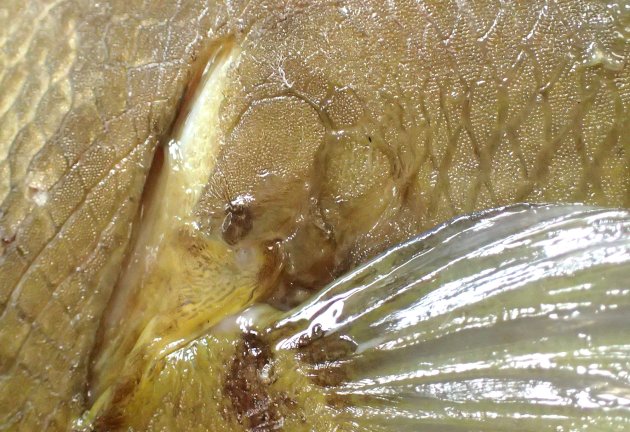 鰓孔後方の鱗は骨質で大きい。