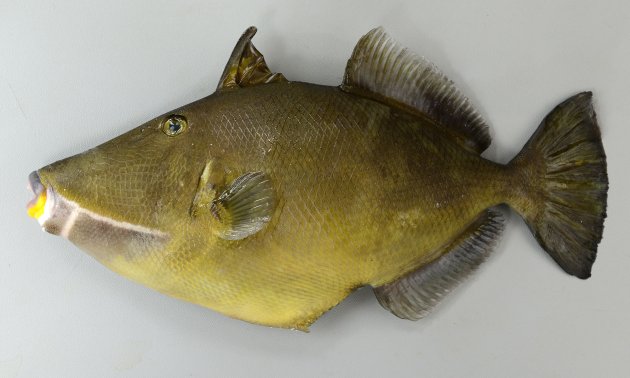 33cm SL前後になる。体高があり、側へんする。吻から鰓孔やや前方まで伸びる白い斜め線がある。目の前方に１縦溝がある。鰓孔後方の鱗は骨質で大きい。眼の前方に溝がある。頭部に横縞はない。［鹿児島県産］