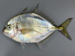 タイワンヨロイアジのサムネイル写真