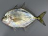 タイワンヨロイアジのサムネイル写真