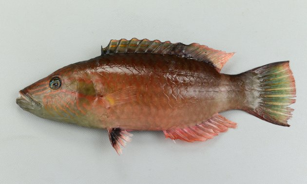 ヒトスジモチノウオの形態写真