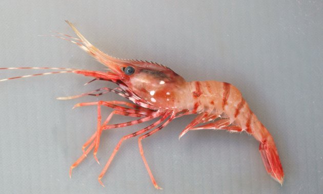 全長20cm以上になりタラバエビ科では大型。明るい朱色に褐色の横縞、胸部（頭部）に白い斑紋が散らばる。タラバエビ科では大型種で20センチを超える。