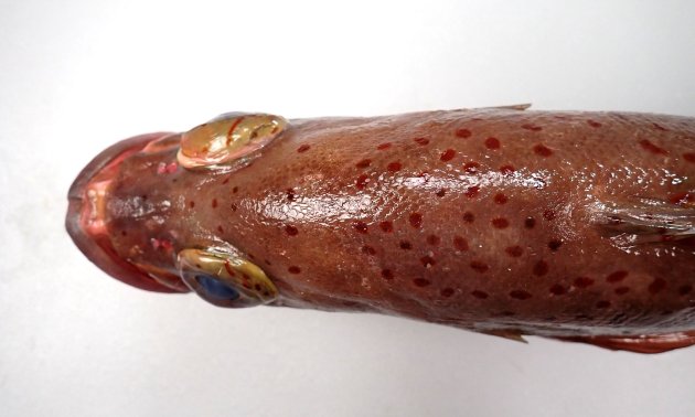 43cm SL 前後になる。体色は決して青くない。頭は前方にやや丸みがあり体高があり５本の暗色横帯がある。暗色横帯の縁にそって濃い褐色、赤褐色の斑点があるが、あまり多くはない。赤褐色のドットは目の中にも見られる。［43cm SL・3.137kg］
