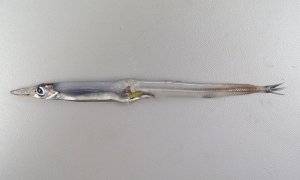 ハダカエソのサムネイル写真