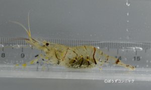 スジエビのサムネイル写真