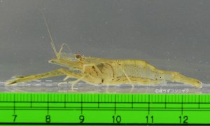 テナガエビのサムネイル写真