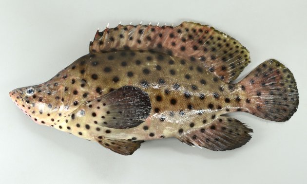 サラサハタの形態写真