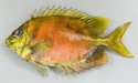 サンゴアイゴのサムネイル写真