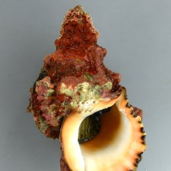 シロナルトボラ | 軟体 | 市場魚貝類図鑑