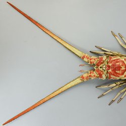 ハコエビ | 甲殻 | 市場魚貝類図鑑